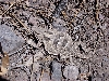 Mountain Short-horned Lizard