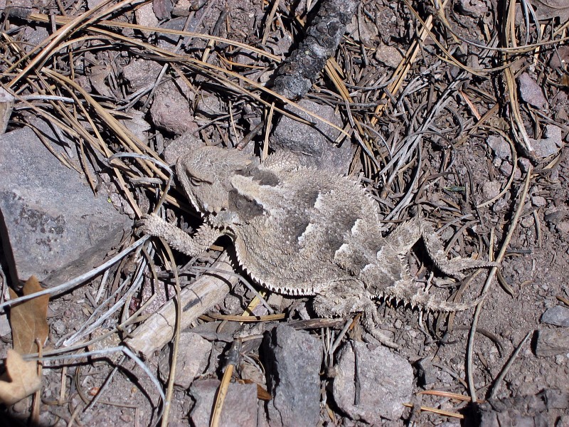 Mountain Short-horned Lizard