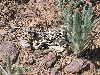 Texas Horned Lizard