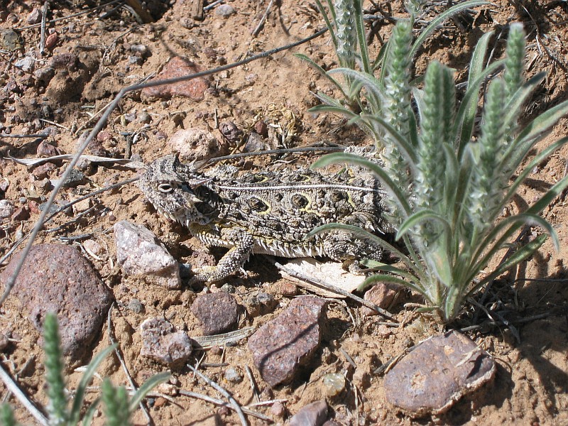 Texas Horned Lizard