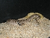 Adult Western Diamondback Rattlesnakes