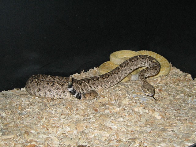 Adult Western Diamondback Rattlesnakes