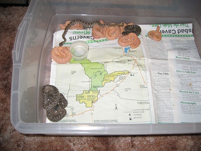 Baby Western Diamondback Rattlesnakes