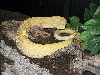 Amelanistic Western Diamondback
