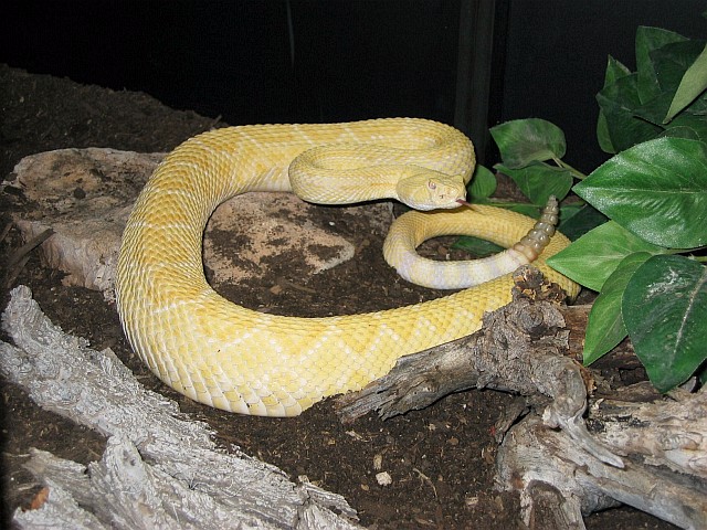Amelanistic Western Diamondback