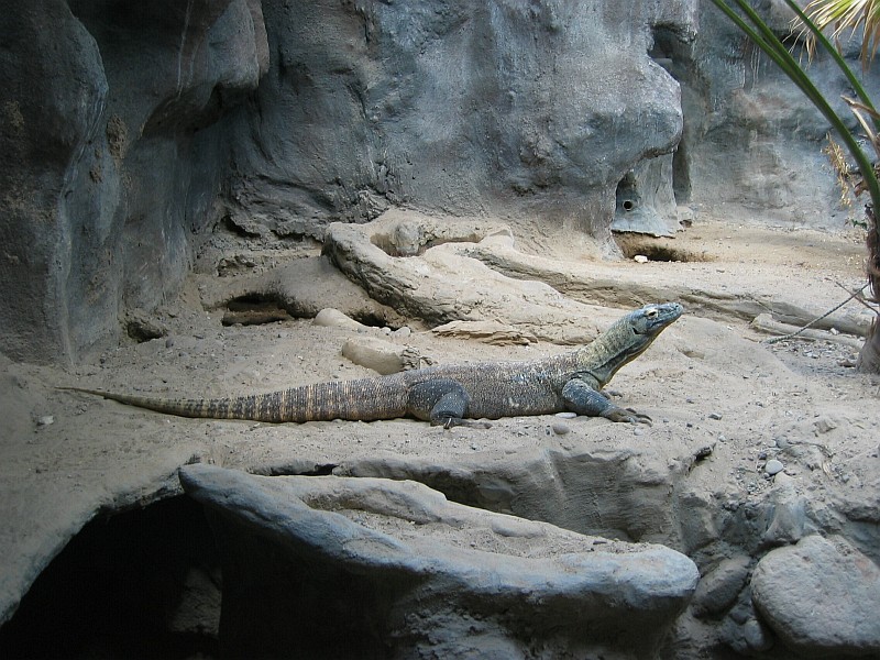 Komodo Dragon