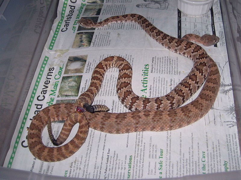 Panamint Rattlesnakes