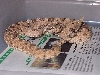 Mojave Sidewinder