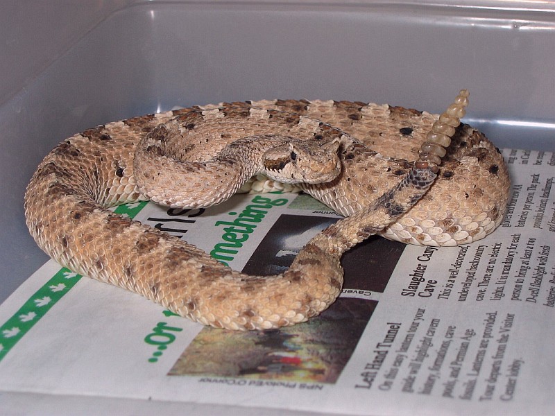 Mojave Sidewinder