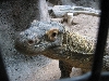 Komodo Dragon