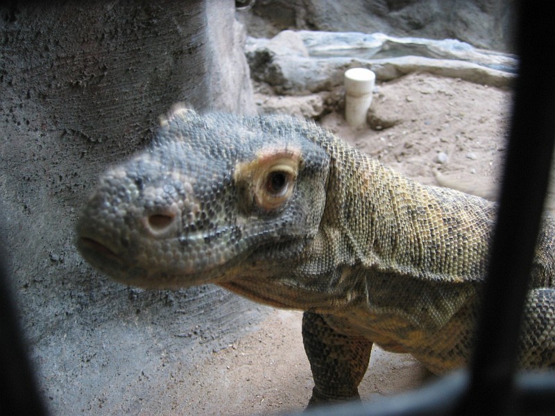 Komodo Dragon