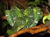 Emerald Tree Boa