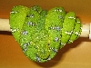 Emerald Tree Boa