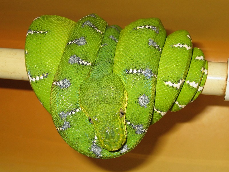 Emerald Tree Boa