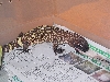 Rio Fuerte Beaded Lizard