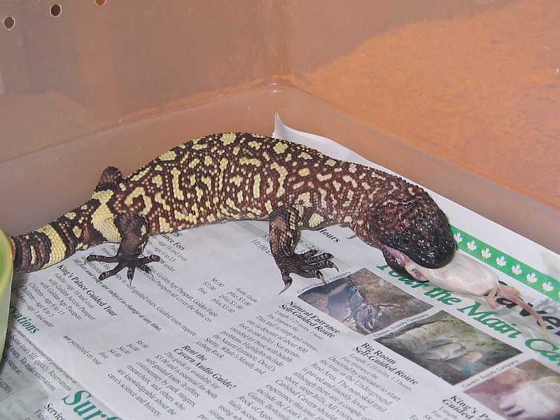 Rio Fuerte Beaded Lizard