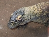 Komodo Dragon