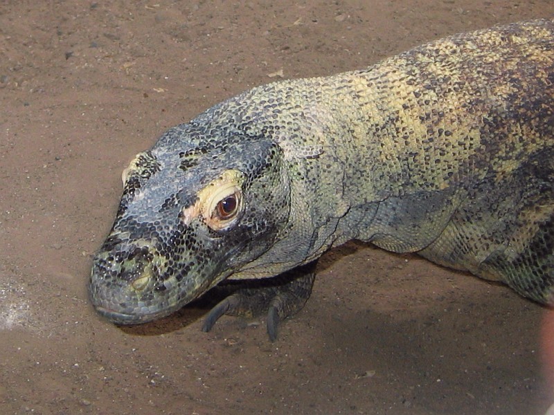 Komodo Dragon