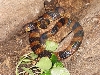 Bismark Ringed Python