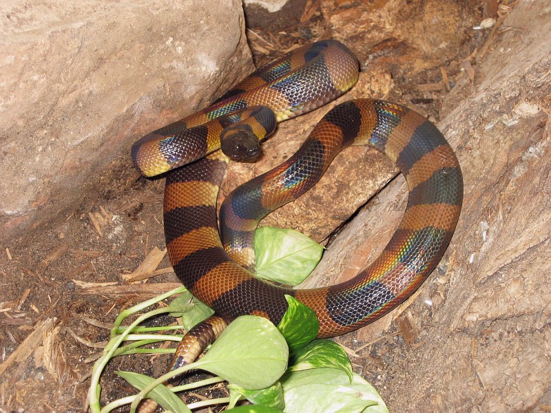 Bismark Ringed Python