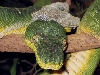 Emerald Tree Boa