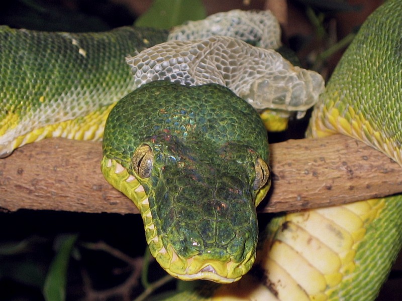 Emerald Tree Boa
