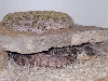 SW Speckled Rattlesnakes