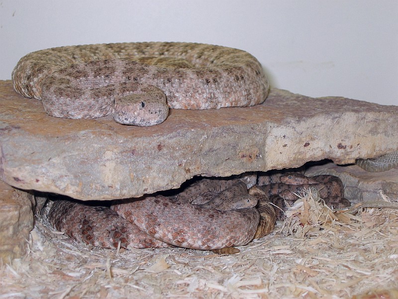 SW Speckled Rattlesnakes