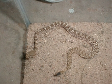 Prairie Rattlesnake