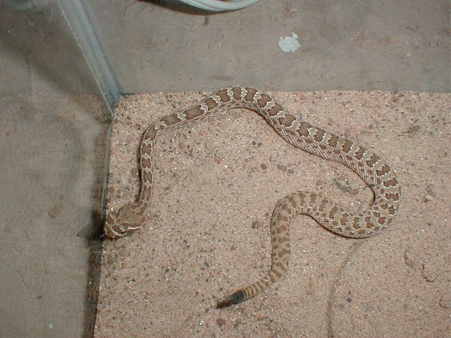 Prairie Rattlesnake