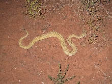 Grand Canyon Rattlesnake