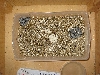 Gray-banded Kingsnake