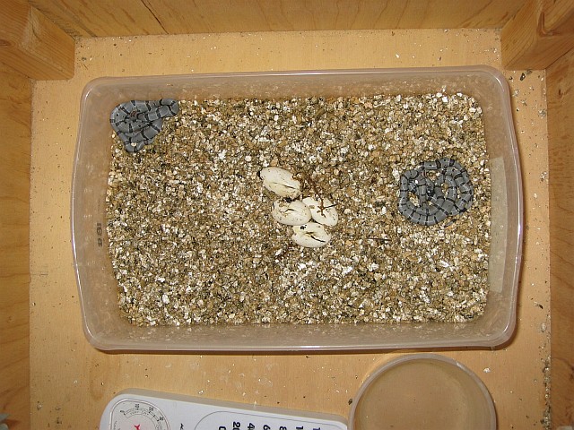 Gray-banded Kingsnake