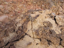 GB Collared Lizard