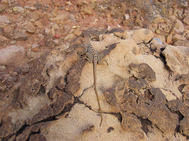 GB Collared Lizard