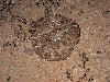 Crotalus atrox