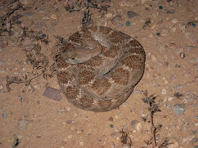 Crotalus atrox
