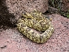 Blacktail Rattlesnake
