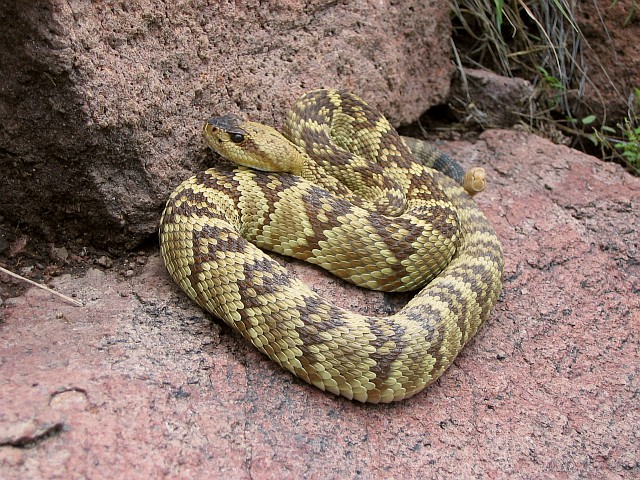 Blacktail Rattlesnake