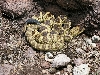 Blacktail Rattlesnake