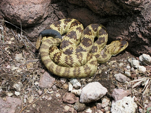 Blacktail Rattlesnake