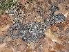 Blacktail Rattlesnake