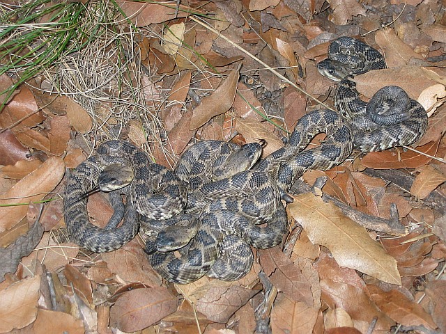 Blacktail Rattlesnake