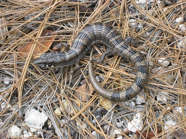 Madrean Alligator Lizard