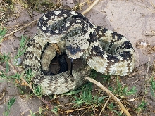 Blacktail Rattlesnake - Fort Davis