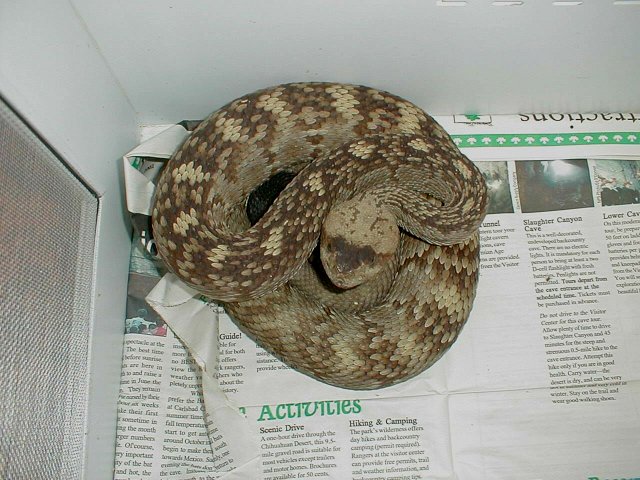 Blacktail Rattlesnake - Fort Davis