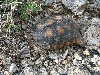 Desert Tortoise