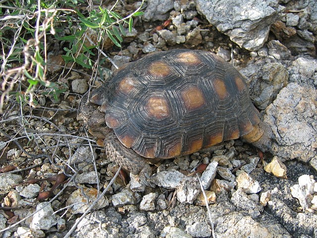 Desert Tortoise
