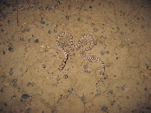 GB Gopher Snake
