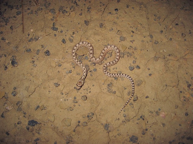 GB Gopher Snake